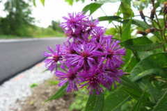 251-Purple-flower