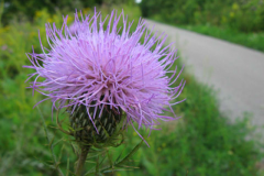 231-Thistle-along-trail