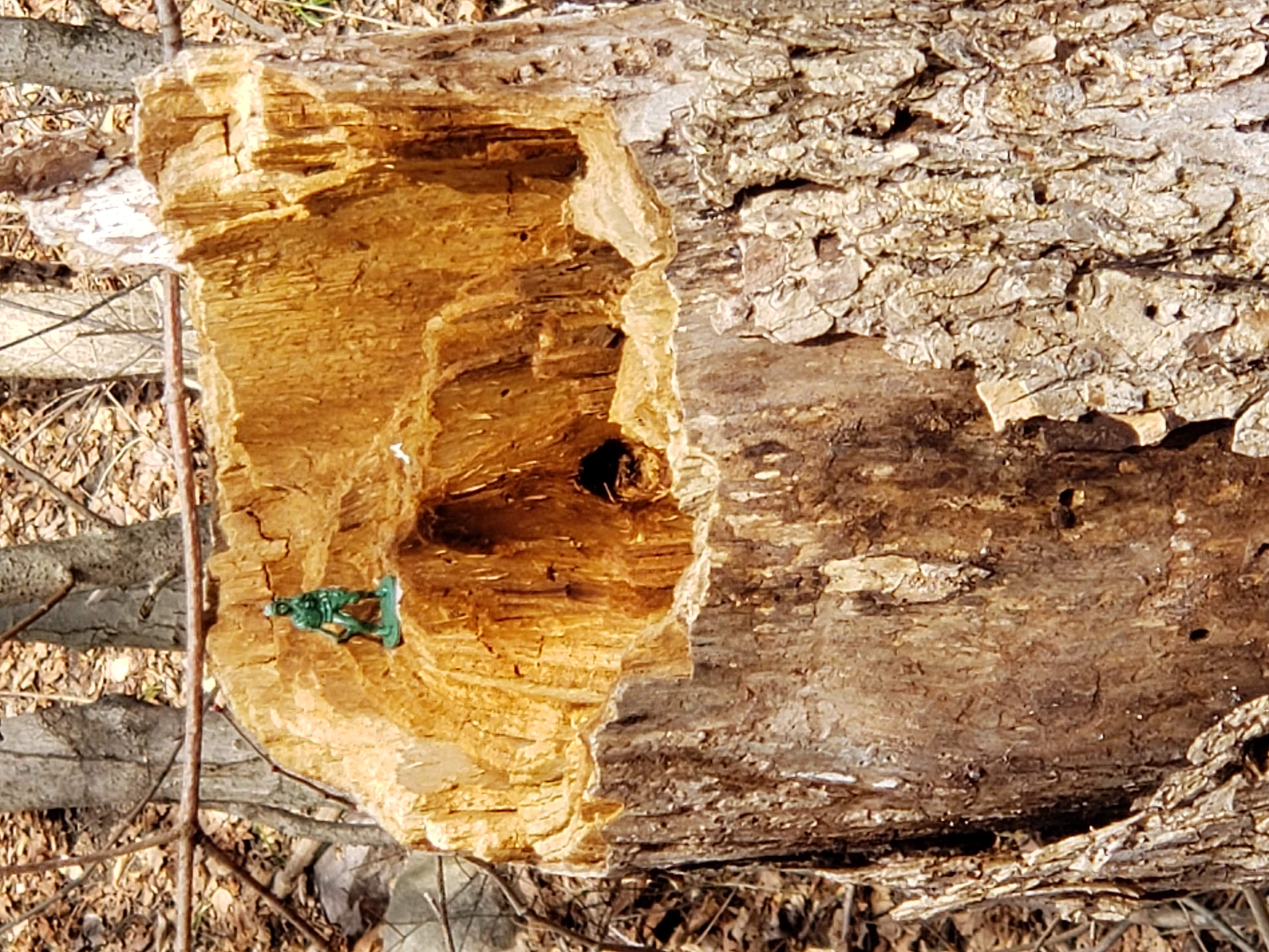 A small green army man standing guard on a hollow tree stump along the trail